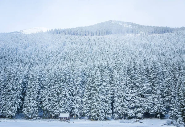 Een mooie winter-bos landschap met bergen in de verte. Westelijke Tatra mountains in Slowakije — Stockfoto