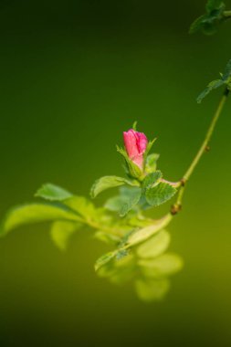 Güzel yabani gül bush bir çayırda yaz aylarında çiçek açan