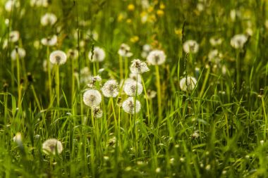 Karahindiba güzel beyaz bir çayır kafasına