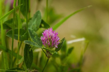 Güzel, canlı kırmızı yonca çiçek bir çayırda. Güneşli yaz