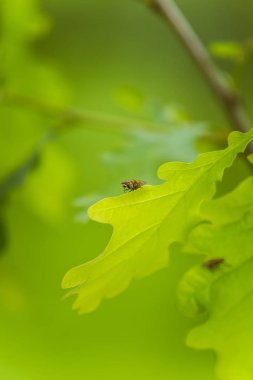 Bir yaz günü güzel canlı meşe yaprakları