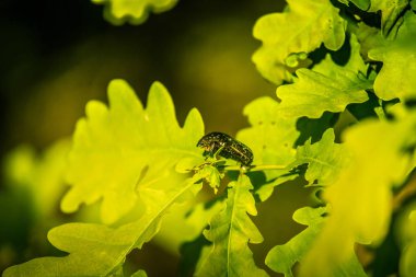 Bir yaz günü güzel canlı meşe yaprakları