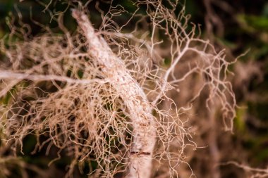Soyut bir ağacın kökleri kapatın. Sığ derinlik-in tarla