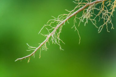 Soyut bir ağacın kökleri kapatın. Sığ derinlik-in tarla