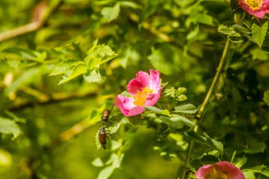 Güzel yabani gül bush bir çayırda yaz aylarında çiçek açan