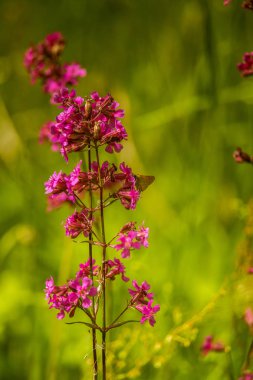 Turuncu bir popo ile bir çayırda çiçek açan güzel bir pembe çiçek