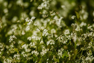Yaz aylarında doğal ortamlarında güzel beyaz minik çiçekler