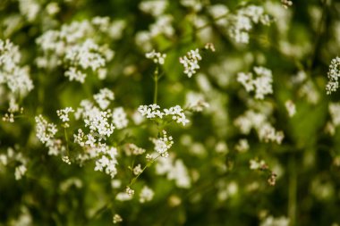 Yaz aylarında doğal ortamlarında güzel beyaz minik çiçekler