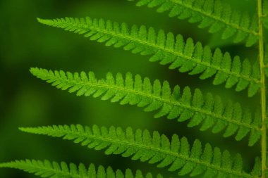 Güzel yakın çekim yeşil fern yaprak bir ormandaki paterni