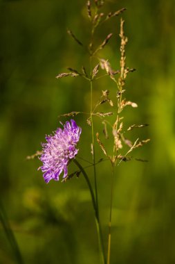 Yaz aylarında güneşli bir çayırda güzel bir mor çiçek