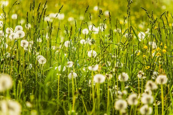 牧草地で美しい白いタンポポ頭 — ストック写真