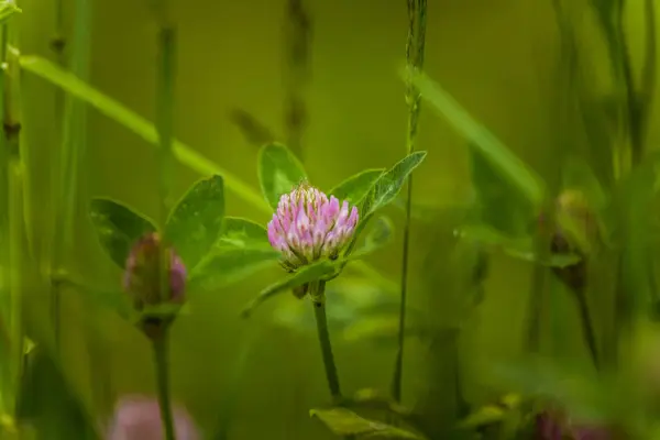 Una hermosa y vibrante flor de trébol rojo en un prado. Verano soleado — Foto de Stock