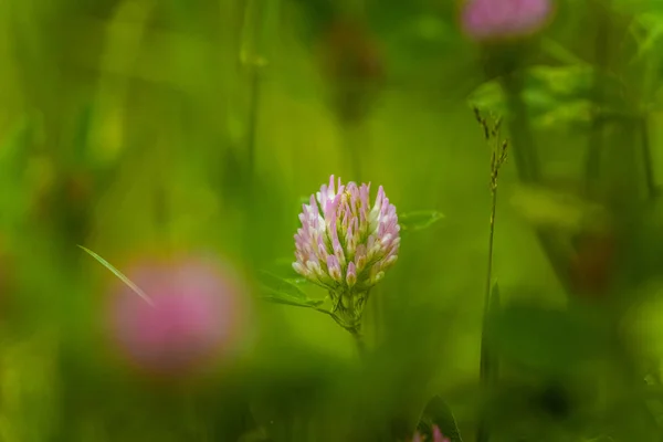 Una hermosa y vibrante flor de trébol rojo en un prado. Verano soleado — Foto de Stock