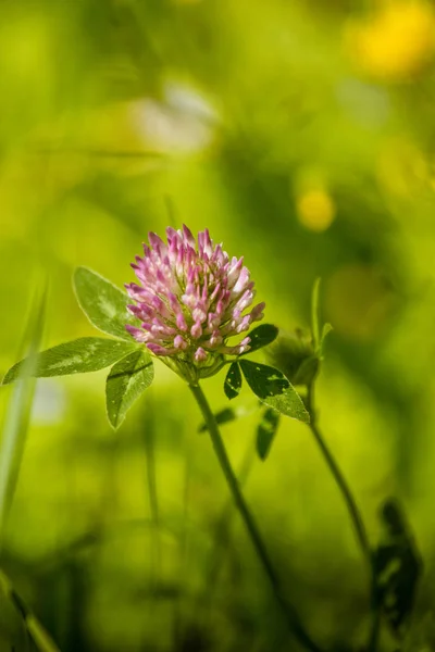 Una hermosa y vibrante flor de trébol rojo en un prado. Verano soleado — Foto de Stock