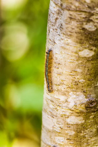 Uma pequena lagarta rastejando em um tronco de árvore — Fotografia de Stock