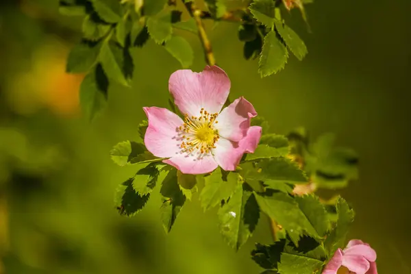 Piękne dzikie różany krzew kwitnący w łące w lecie — Zdjęcie stockowe