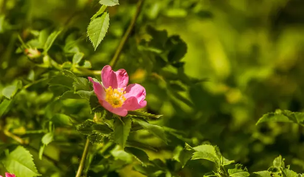 Hermoso rosal salvaje floreciendo en un prado en verano — Foto de Stock