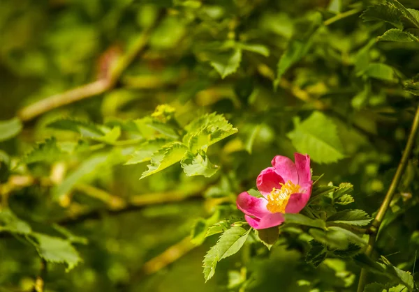 Piękne dzikie różany krzew kwitnący w łące w lecie — Zdjęcie stockowe