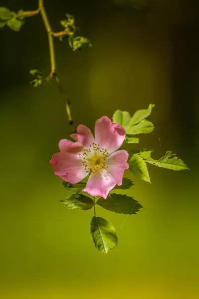 Hermoso rosal salvaje floreciendo en un prado en verano — Foto de Stock