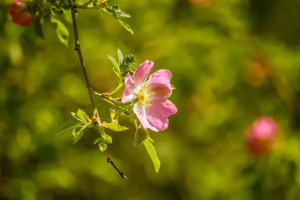 Летом на лугу цветет дикая роза — стоковое фото
