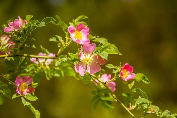 Beautiful wild rose bush blooming in a meadow in summer — Stock Photo, Image