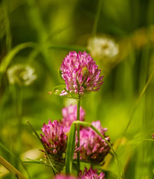 Una hermosa y vibrante flor de trébol rojo en un prado. Verano soleado — Foto de Stock