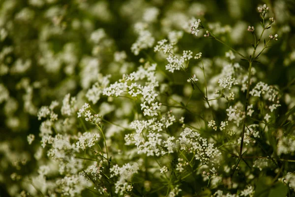 De belles petites fleurs blanches dans un habitat naturel en été — Photo