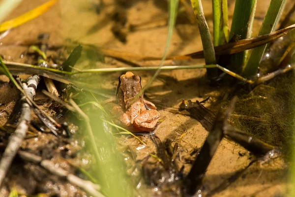 Une curieuse grenouille brune assise dans un étang en été — Photo