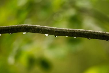 Bir dal bir alder ağacı üzerinde güzel, huzurlu bir yağmur damlaları