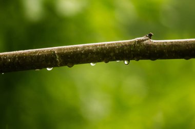 Bir dal bir alder ağacı üzerinde güzel, huzurlu bir yağmur damlaları