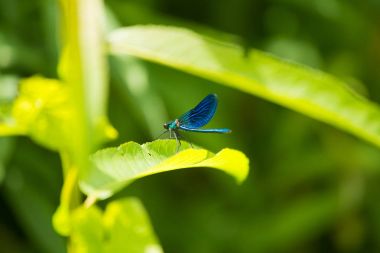 Bir yaprak üzerinde oturan güzel, canlı mavi yusufçuk