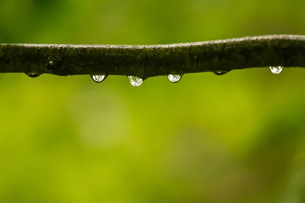 Красивые, спокойные капли дождя на ветку ольхи в — стоковое фото