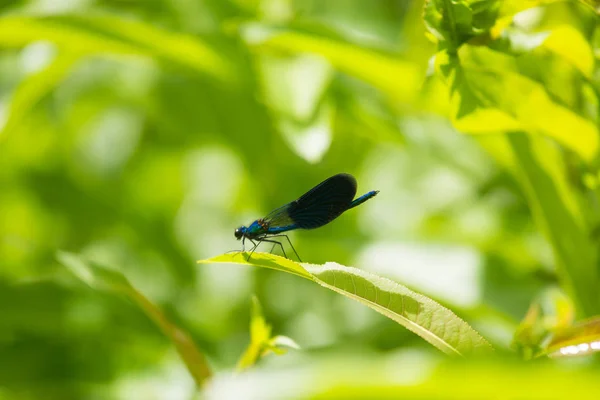 美丽，充满活力的蓝色蜻蜓，坐在一片叶子上 — 图库照片