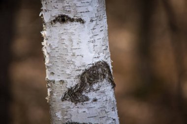 Erken baharda doğal ortamlarında güzel huş ağacı.