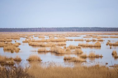 Bir göl nerede göçmen kuşların Baharın erken rahat olabilirsiniz sazlık ile güzel bir manzara
