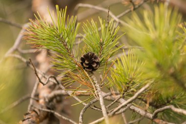 Erken baharda doğal ortamlarında güzel çam dalları.