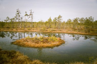 Bir bataklık su havuzları ile bir güzel erken Bahar peyzaj