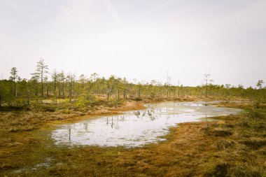Bir bataklık su havuzları ile bir güzel erken Bahar peyzaj
