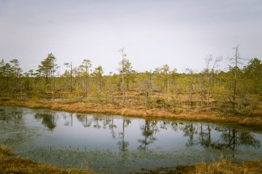 Bir bataklık su havuzları ile bir güzel erken Bahar peyzaj