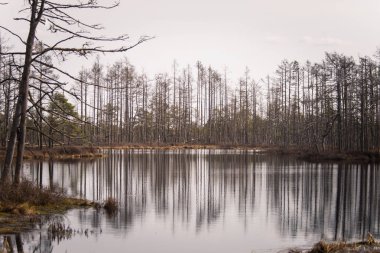 Bir bataklık su havuzları ile bir güzel erken Bahar peyzaj