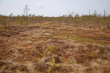 Bir bataklık bir güzel erken Bahar peyzaj