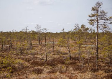 Bir bataklık bir güzel erken Bahar peyzaj