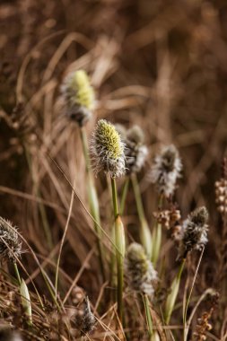 Güzel tavşanı doğal ortamlarında cottongrass erken ilkbaharda kuyruk..