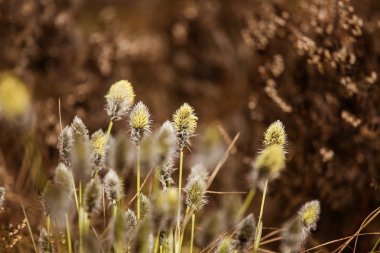 Güzel tavşanı doğal ortamlarında cottongrass erken ilkbaharda kuyruk..