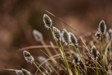 Güzel tavşanı doğal ortamlarında cottongrass erken ilkbaharda kuyruk..
