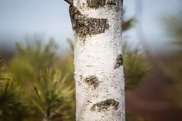 Hermoso abedul en un hábitat natural a principios de primavera . — Foto de Stock