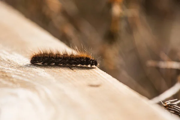 Una hermosa oruga negra sobre un tablón de madera a principios de primavera. Profundidad superficial del campo —  Fotos de Stock