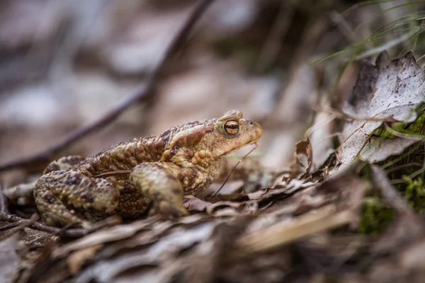 A beautiful shallow depth of field closeup of a toad in a natural habitat in early spring — Stock Photo, Image