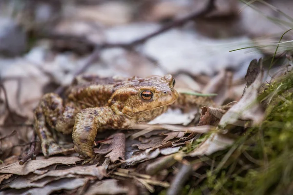 A beautiful shallow depth of field closeup of a toad in a natural habitat in early spring — Stock Photo, Image