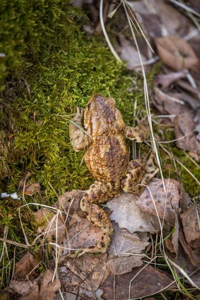 Krásnou malou hloubku pole detailní ropucha v přirozeném prostředí brzy na jaře — Stock fotografie